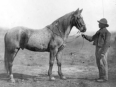 Man holding Captain Beckwith’s Horse, Headquarters Army of Potomac, Feb. 1863