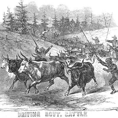 Black Troops, Driving Government Cattle